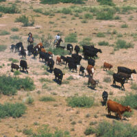 Grazing cows