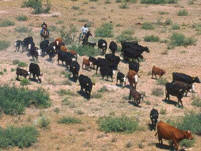 Grazing cows