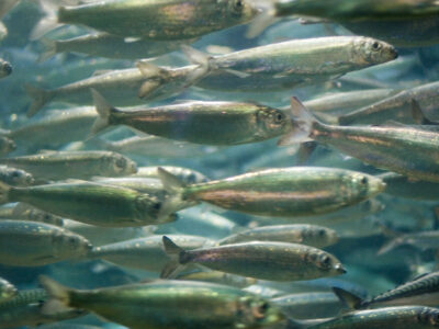 school of herring