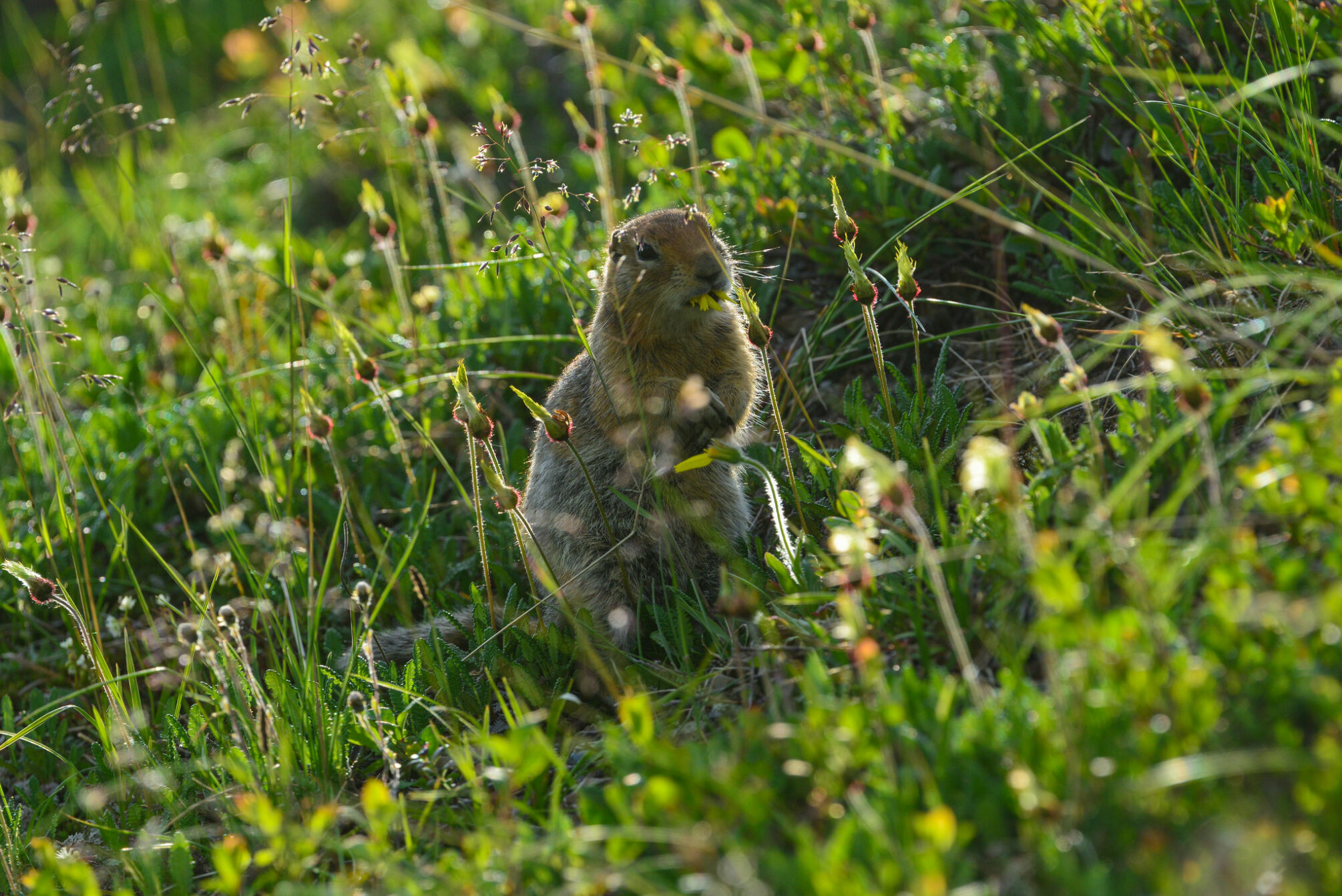 ground squirrel munches on nearby herbs