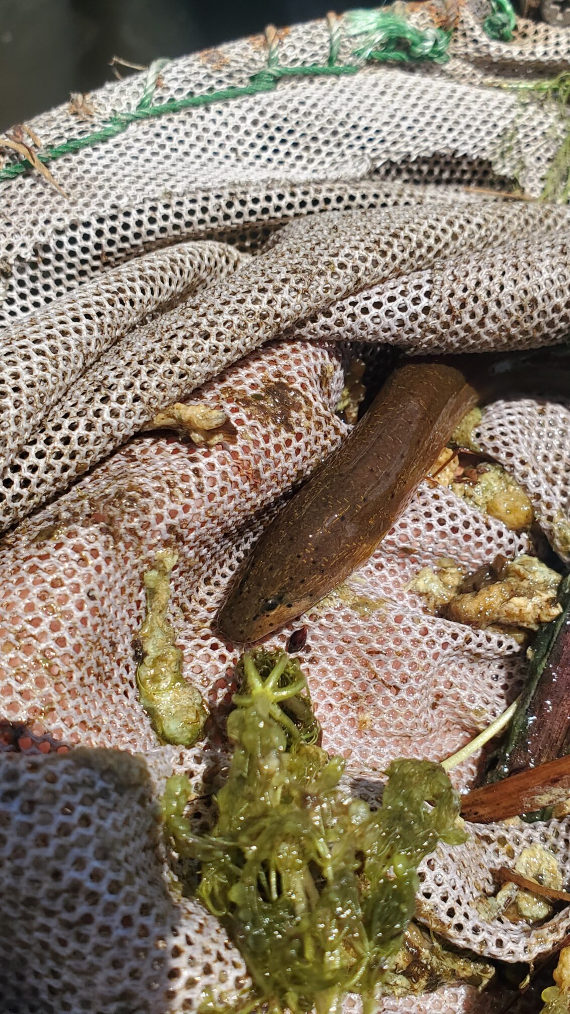 A swamp eel's head pokes out of a beige net in the middle of the frame. Green algae sits beside the snake-like invasive.