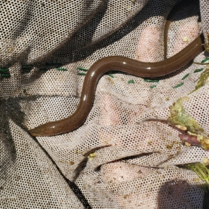 A beige net surrounds a brown swamp eel, making an s shape on the net material.