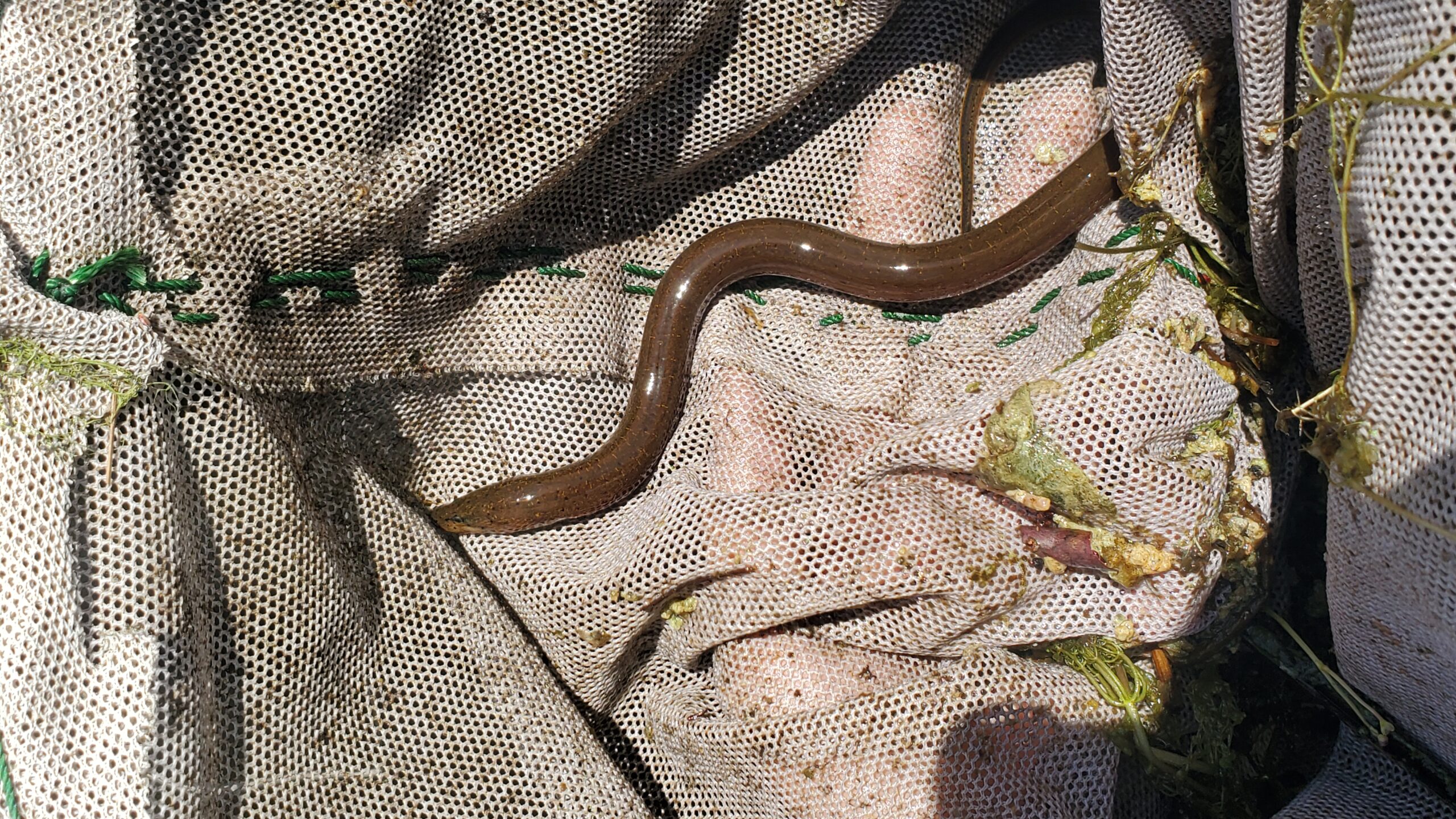 A beige net surrounds a brown swamp eel, making an s shape on the net material.