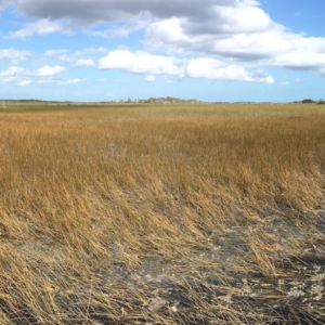 A blue sky with scattered white clouds hovers over a swamp, with yellow reeds poking out of muddy water. Trees sit on the horizon.