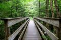 Looking down a bridge towards a green forest.