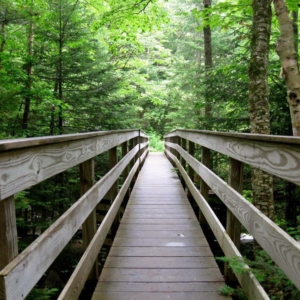 Looking down a bridge towards a green forest.