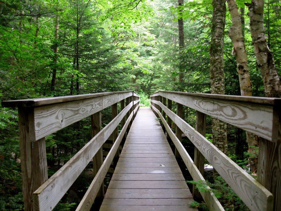 Looking down a bridge towards a green forest.