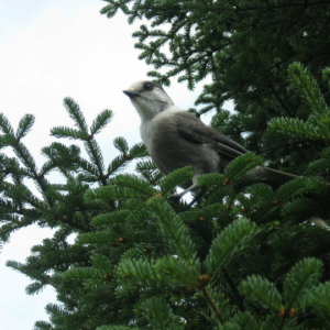 A gray bird looks askew at the camera surrounded by green tree branches.