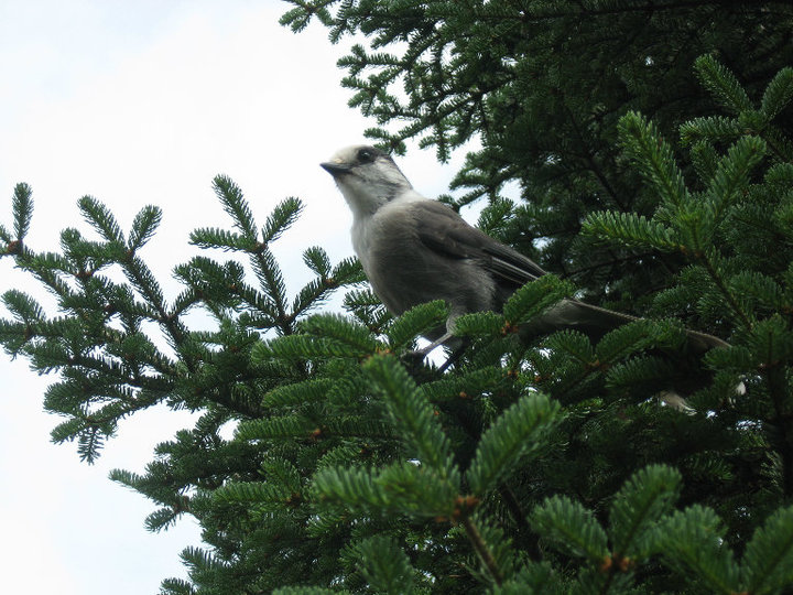 A gray bird looks askew at the camera surrounded by green tree branches.