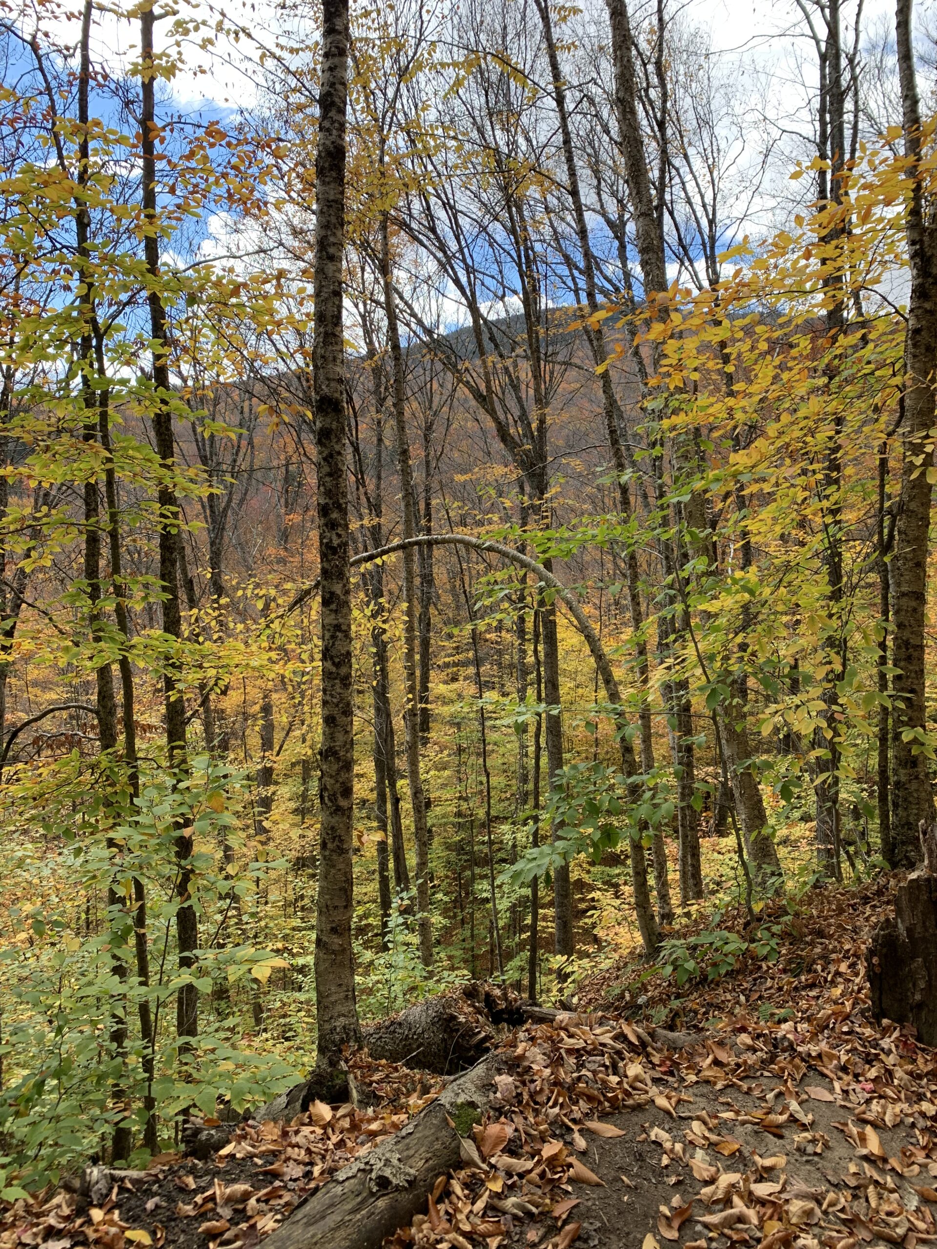 A stand of trees with leaves, some green and some yellow. Brown forest floor with golden leaves in the foreground.