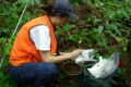 A researcher in an orange vest stands atop a brown and green forest floor with white sampling equipment in front of her and a round puck of soil below her feet.