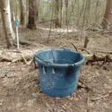 Litterfall in the Limelight: How a “COVID Paper” from Harvard Forest Sheds Light on Spatial and Temporal Litterfall Patterns