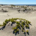 Nature-based dune restoration makes winners of us all