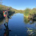 Unintentional Oasis – An Accidental Urban Wetland in the Sonoran Desert
