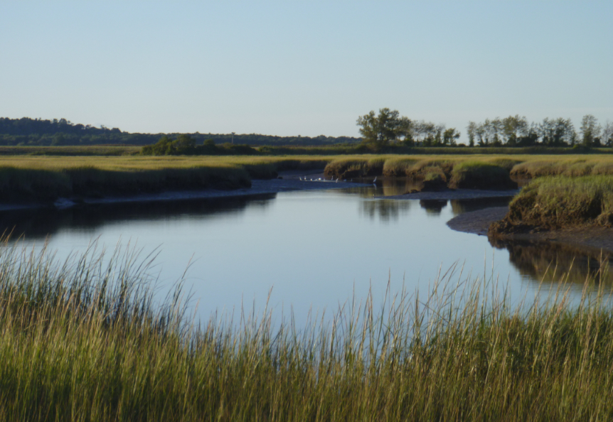 image of a marsh in PIE during the summer.