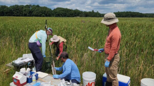 Researchers extracting soil core from salt marsh