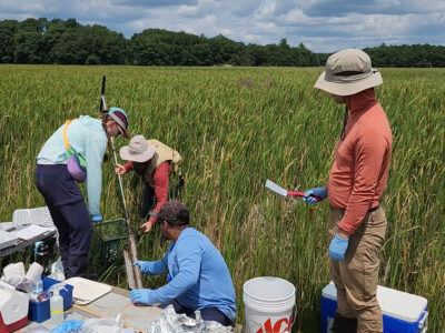 Researchers extracting soil core from salt marsh