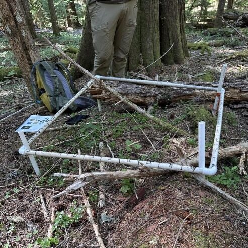 Forest floor, next to an enormous tree truck, with a sparse scattering of green plants.