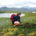Gradient of Soil Fertilization Helps Tundra Shrubs Expand Across the Arctic