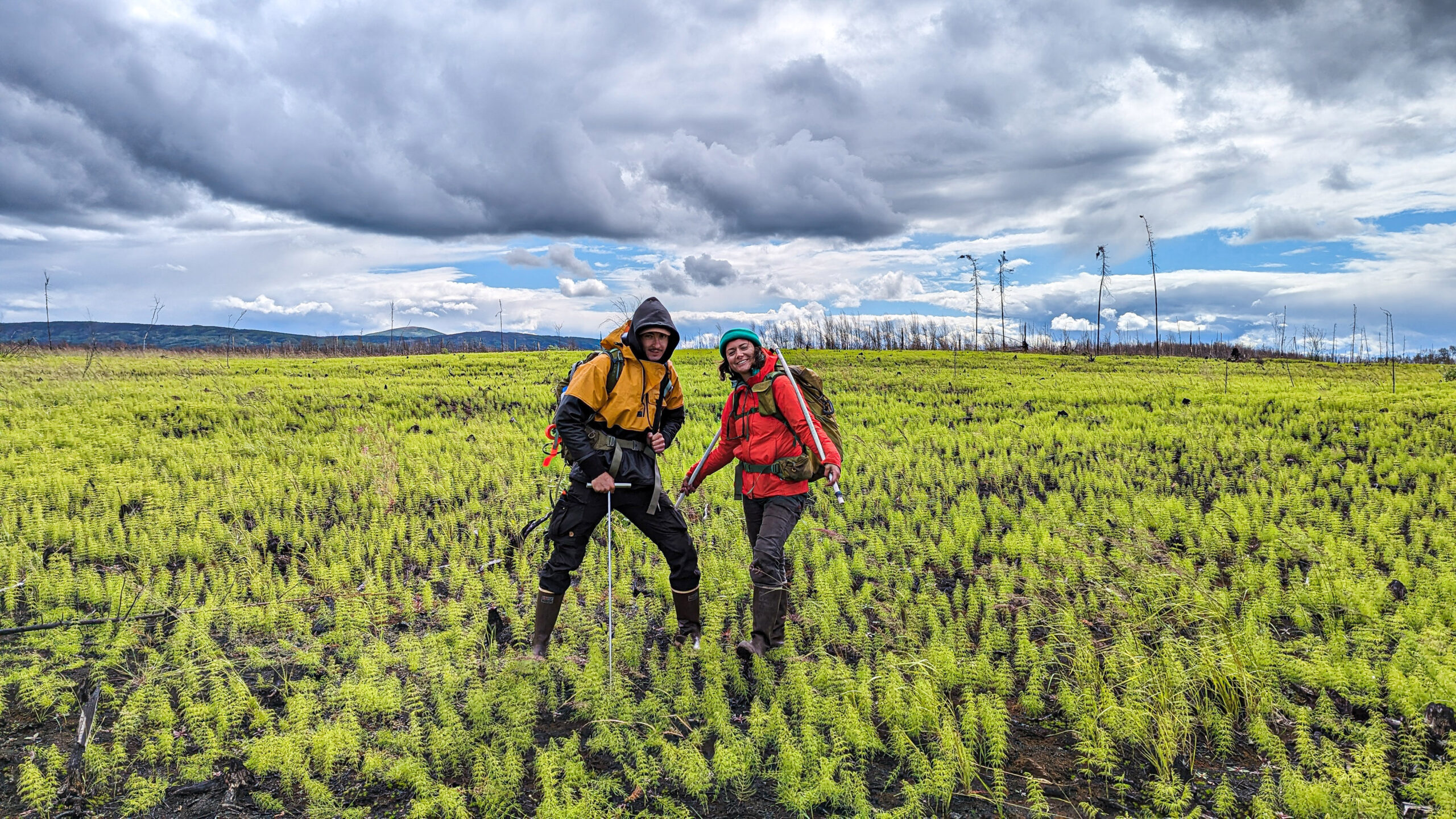 two researchers with soil probe in a vast expanse of equisetum