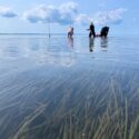 What is seagrass restoration worth on the blue carbon market?