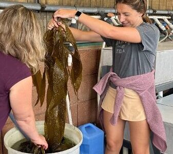 Two women lifting long strands of kelp out of buckets.