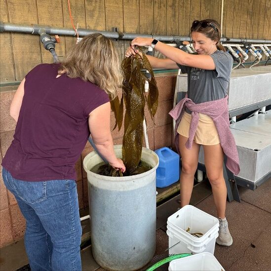 Two women lifting long strands of kelp out of buckets.