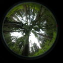 When Shade Isn’t Enough: Climate Change in the Forest Understory