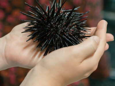 two hands holding a sea urchin