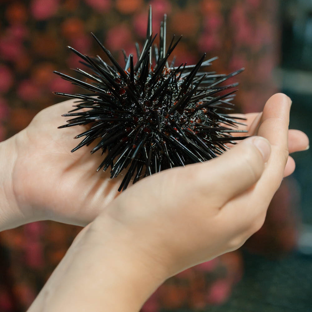 two hands holding a sea urchin