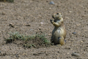 upright prairie dog with tuft of grass in otherwise unvegetated landscape