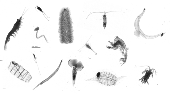 composite image of individual zooplankton identified by zooscan imaging