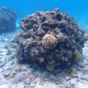 Don’t stick your hand in there – a story about caution and observation on the reefs of Moorea.
