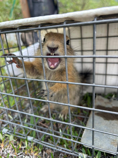 small furry rodent in a trap bears its teeth