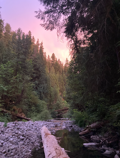 stream with tall trees and fallen logs -- background golden-pink sky