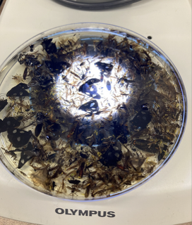 a dissecting microscope dish, full of insects 