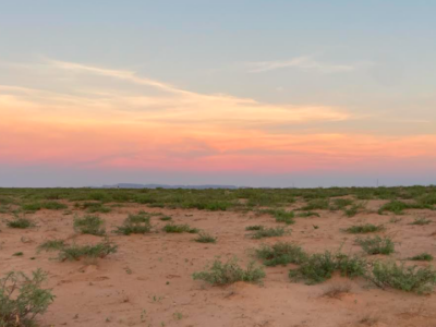 Sunrise over vast desert landscape with small scrubby vegetation in foreground