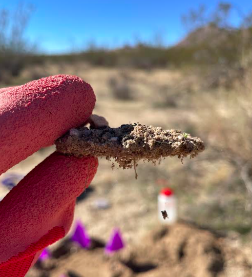 Researcher with a pink garden glove holding a piece of biocrust ...