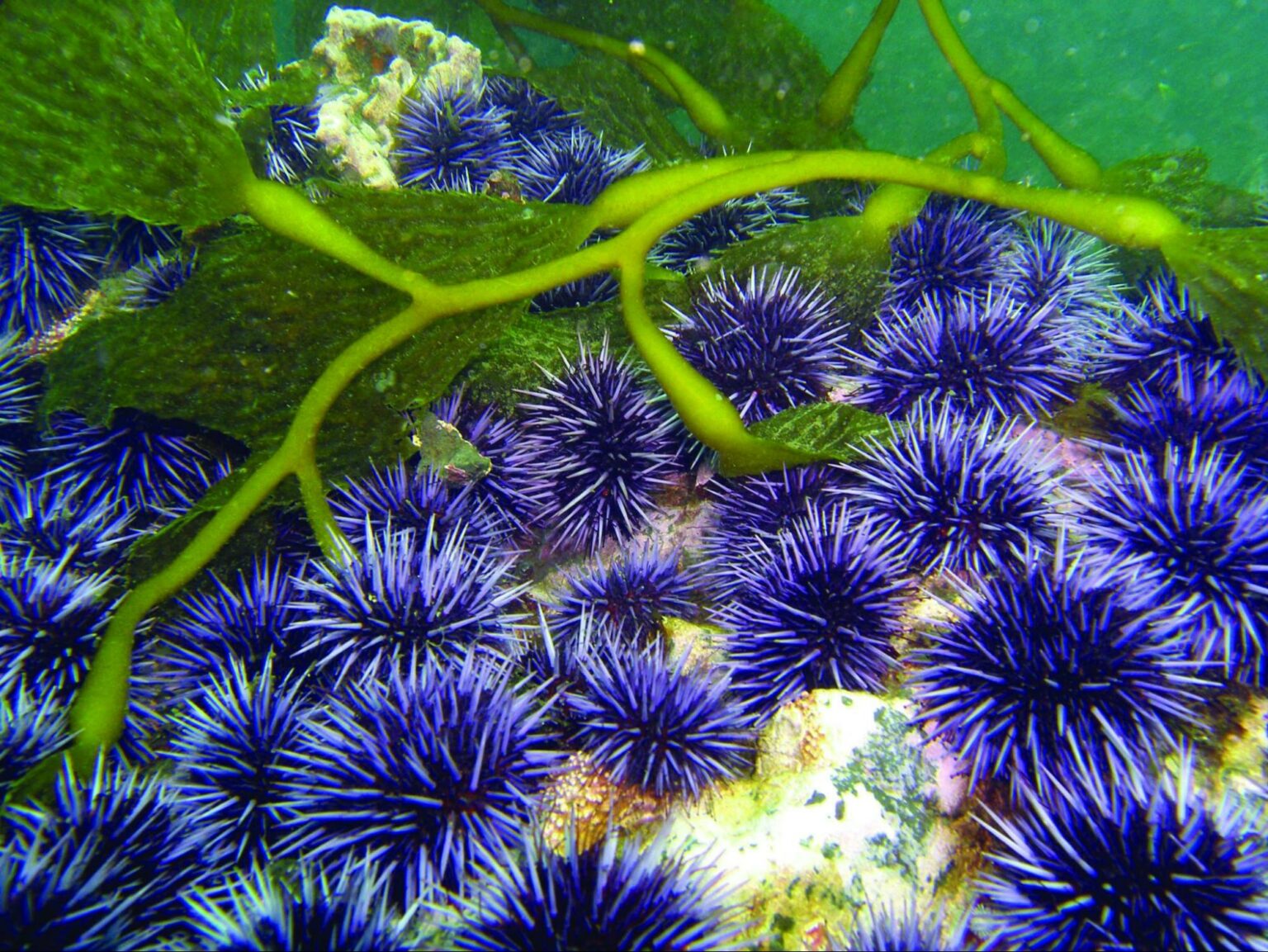 Sea Urchins Mothers Can Help Their Offspring Withstand Marine Heatwaves Sea Urchins Mothers Can Help Their Offspring Withstand Marine Heatwaves