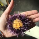 Sea urchins mothers can help their offspring withstand marine heatwaves