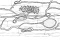 diagram of mycorhizal filaments