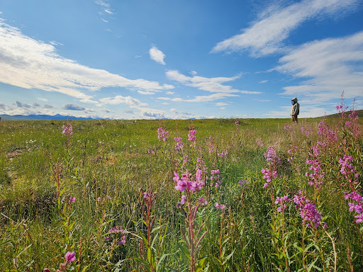pink flowers, blue sky and a researcher in a head net to escape mosquitoes