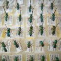 Boxes and boxes of bees—a Sevilleta LTER dataset highlight