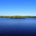 Meandering Through the Mangrove Forests of the Florida Coastal Everglades