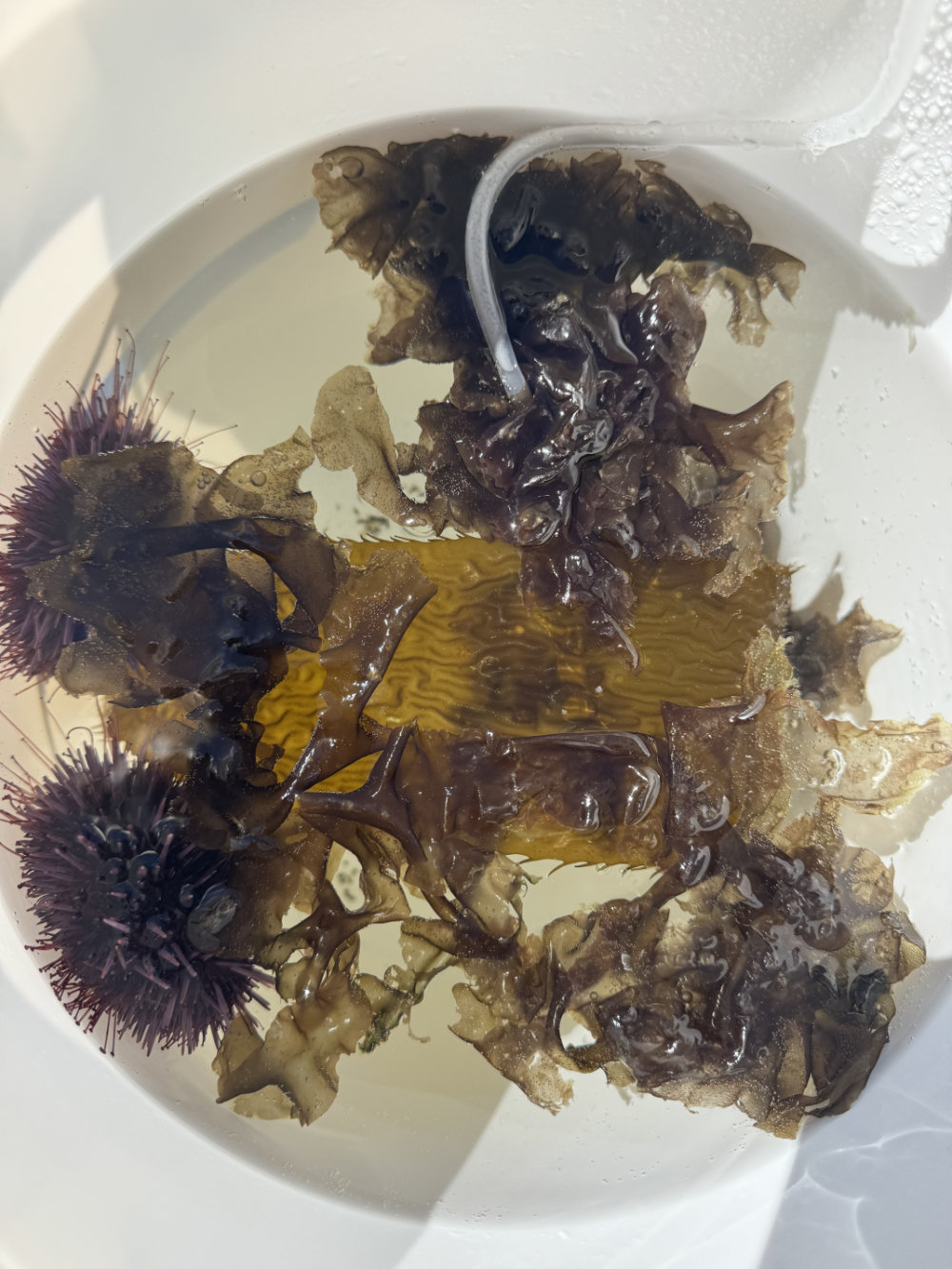 sea urchins and seaweed in a plastic bucket